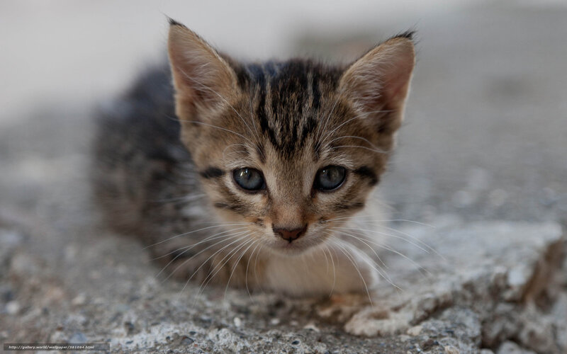 kitten on concrete surface