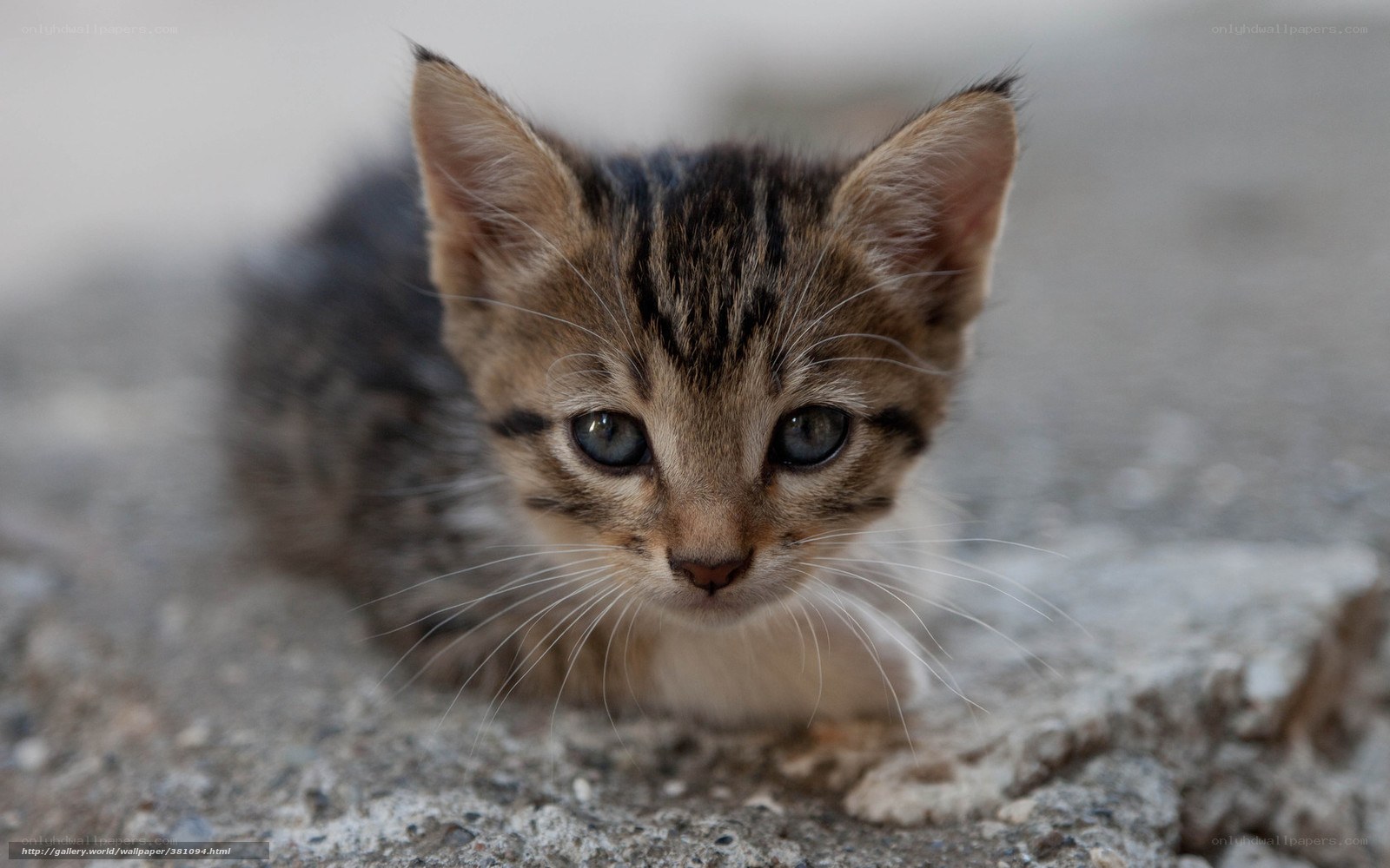 kitten on concrete surface