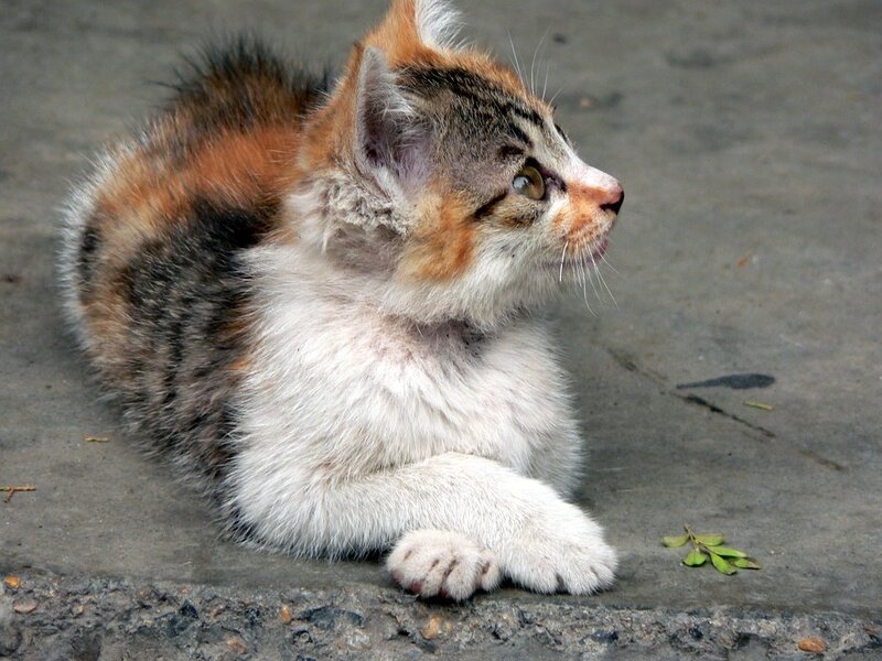 kitten on concrete
