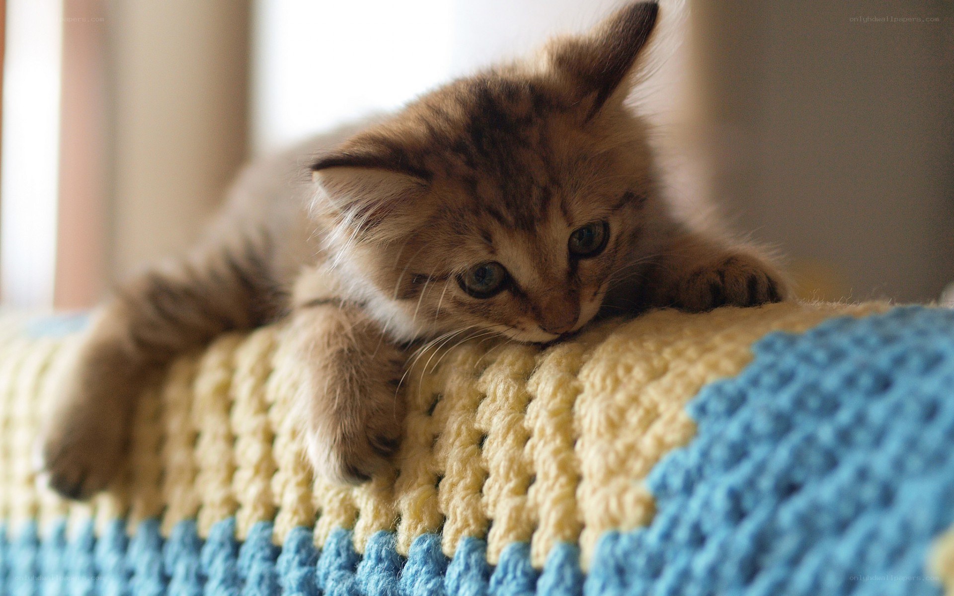 kitten on crocheted blanket