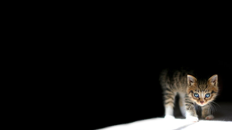 Kitten on Dark Background