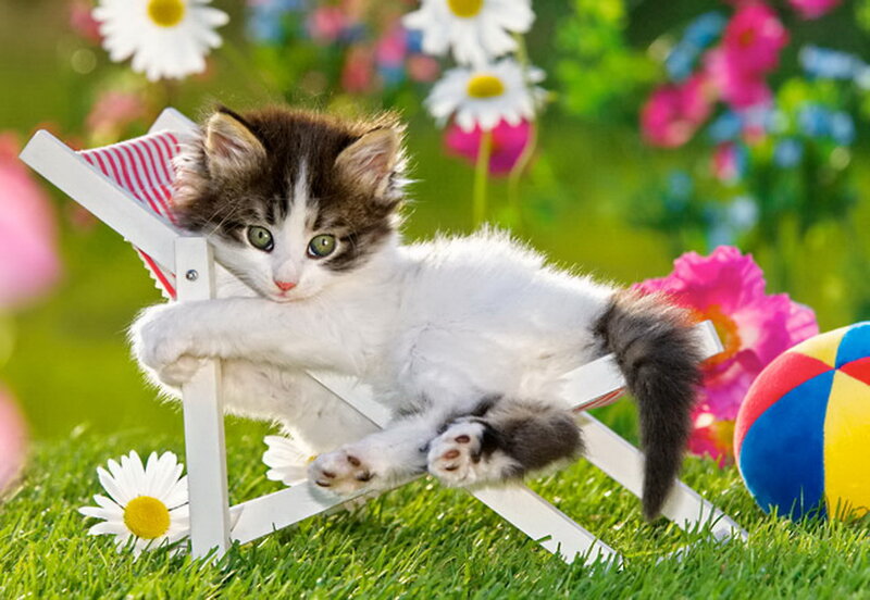 Kitten on Deck Chair — Green, Playful