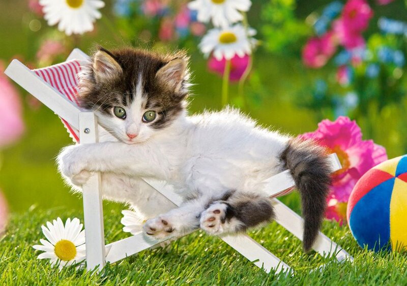 Kitten on Deck Chair — Green