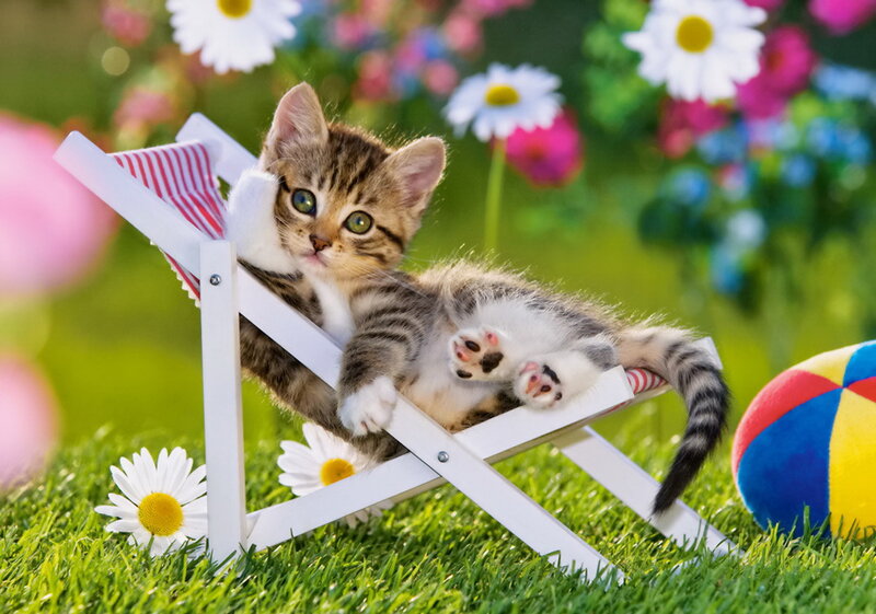 Kitten on Deck Chair