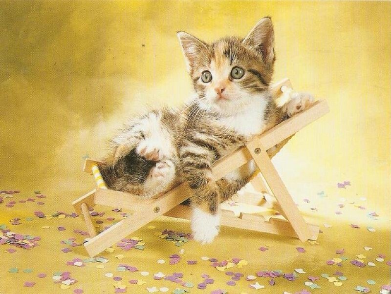 Kitten on Deck Chair — Yellow