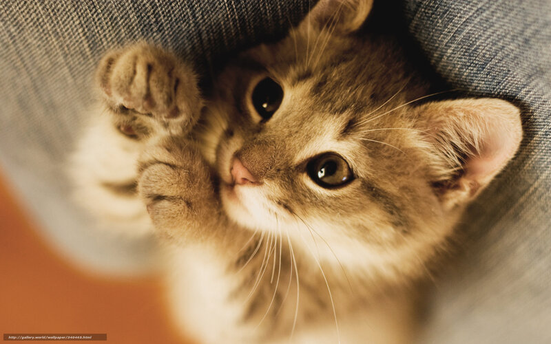 kitten on denim fabric