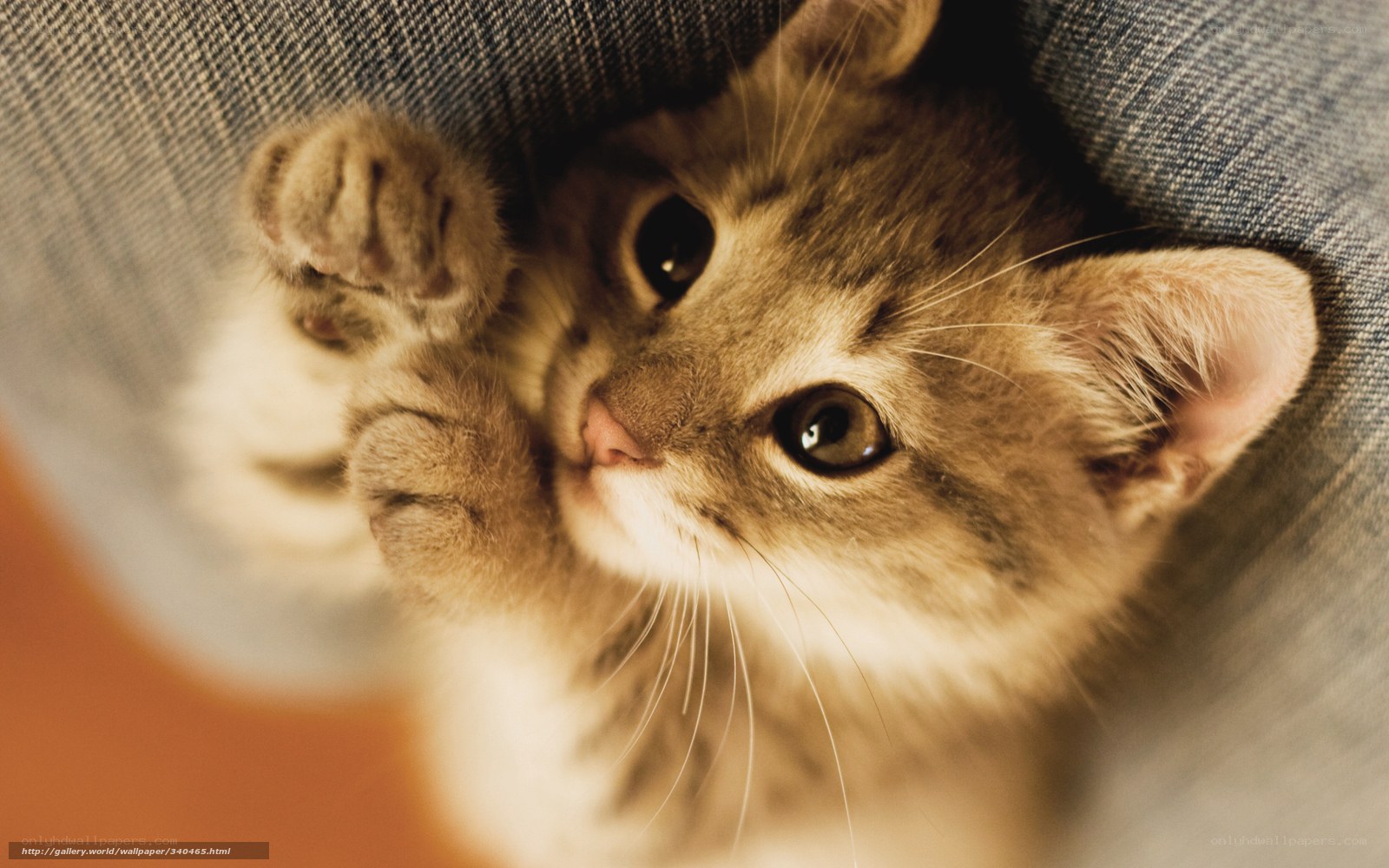 kitten on denim fabric