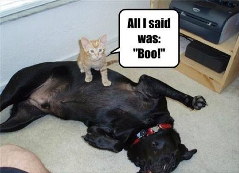 Kitten on Dog — Black