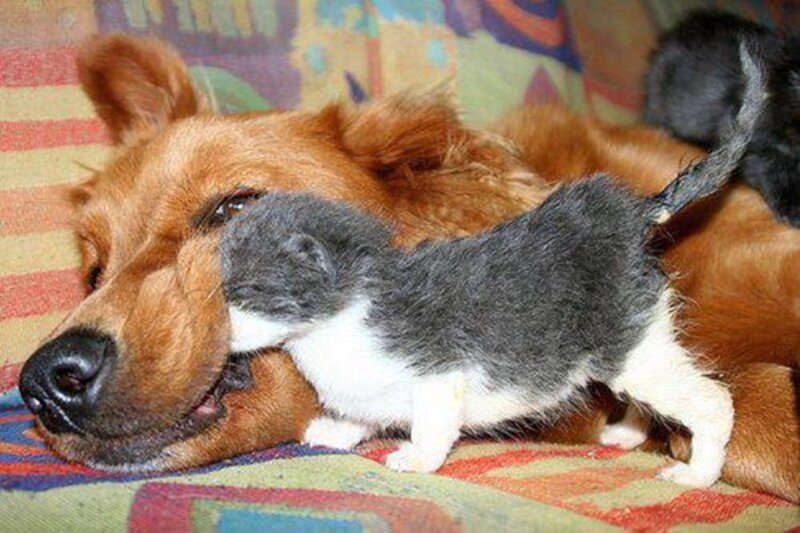 Kitten on Dog — Brown, Calm