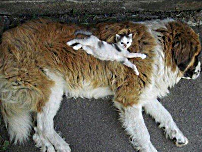 Kitten on Dog — Brown