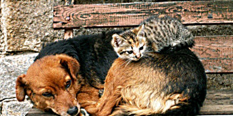 Kitten on Dog's Back — Brown