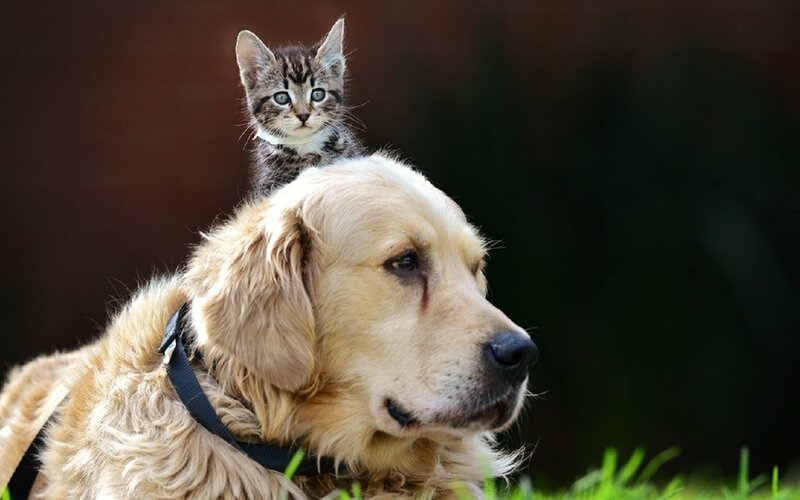 Kitten on Dog's Back