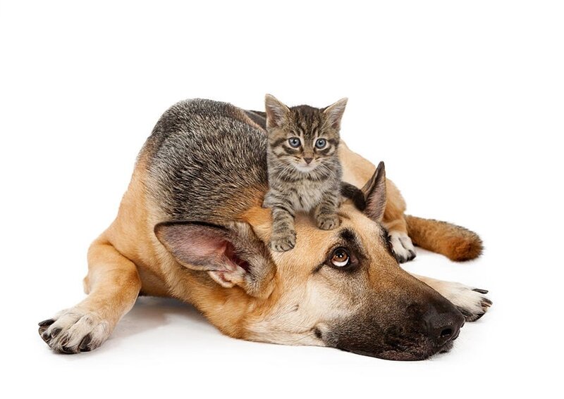 Kitten on Dog's Back — White