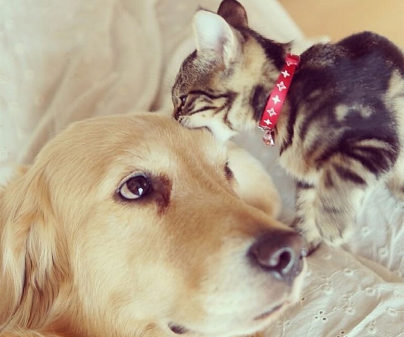 Kitten on Dog's Head — Brown