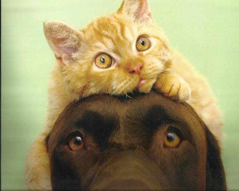 Kitten on Dog's Head — Orange