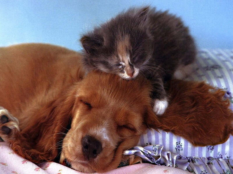 Kitten on Dog's Head