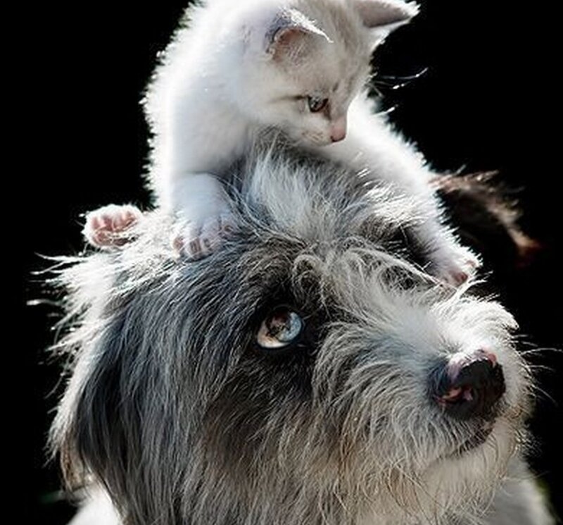 Kitten on Dog's Head — White