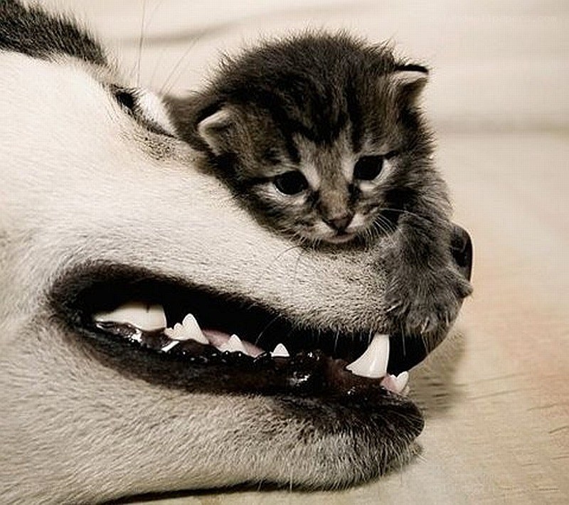 kitten on dog's snout