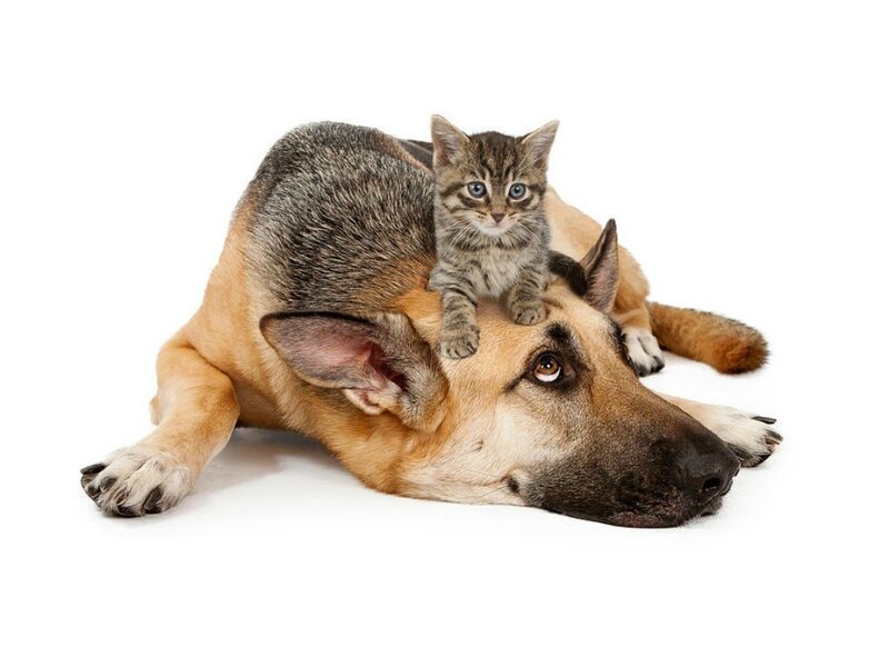 Kitten on Dog