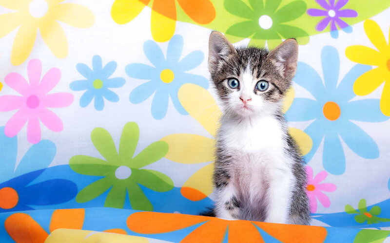 Kitten on Floral Background