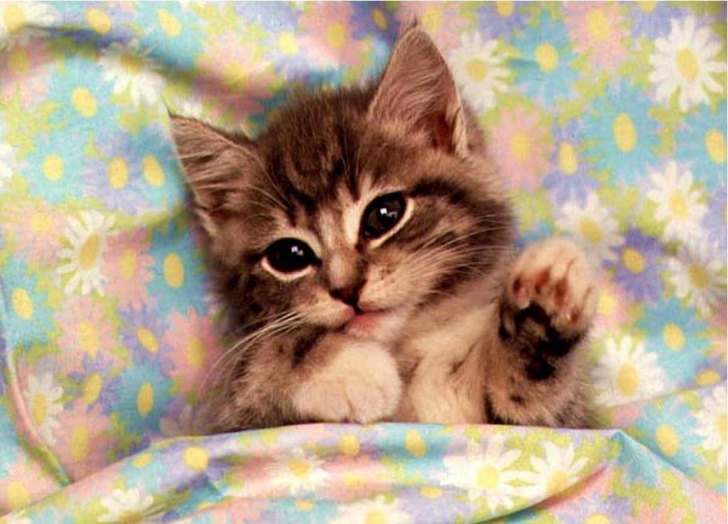 kitten on floral blanket