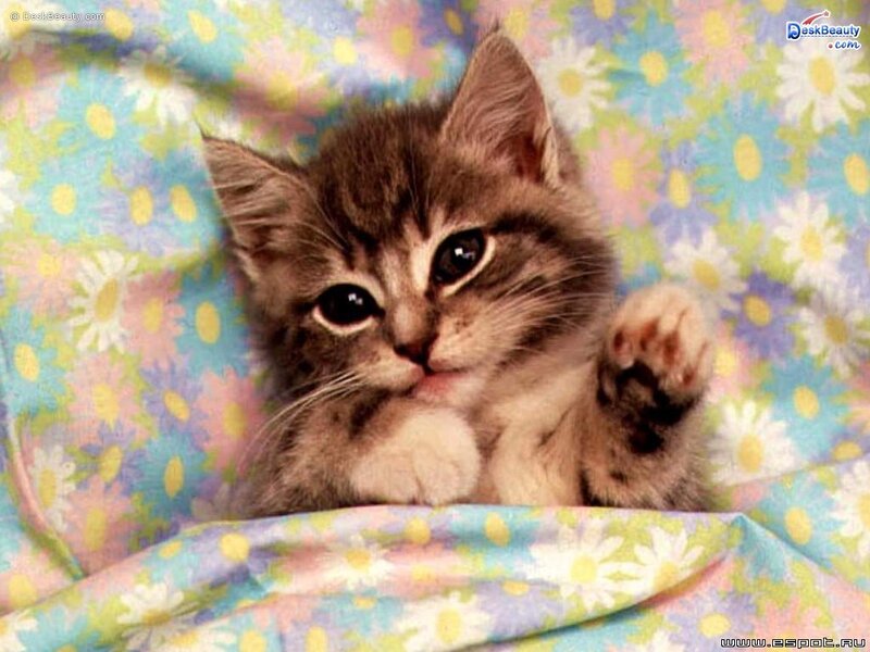 kitten on floral blanket