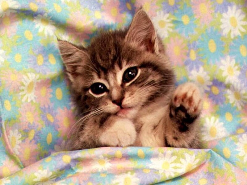 kitten on floral blanket