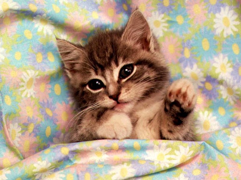kitten on floral blanket