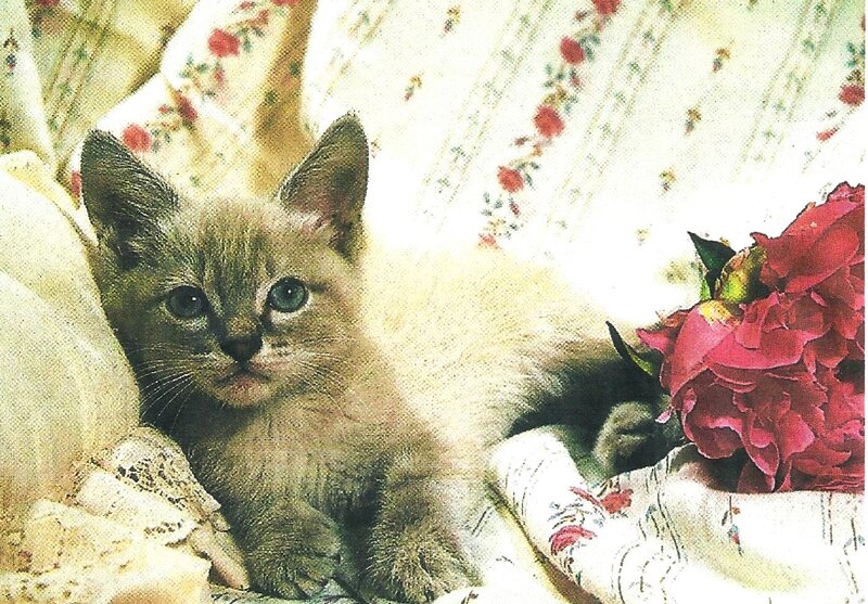 Kitten on Floral Fabric