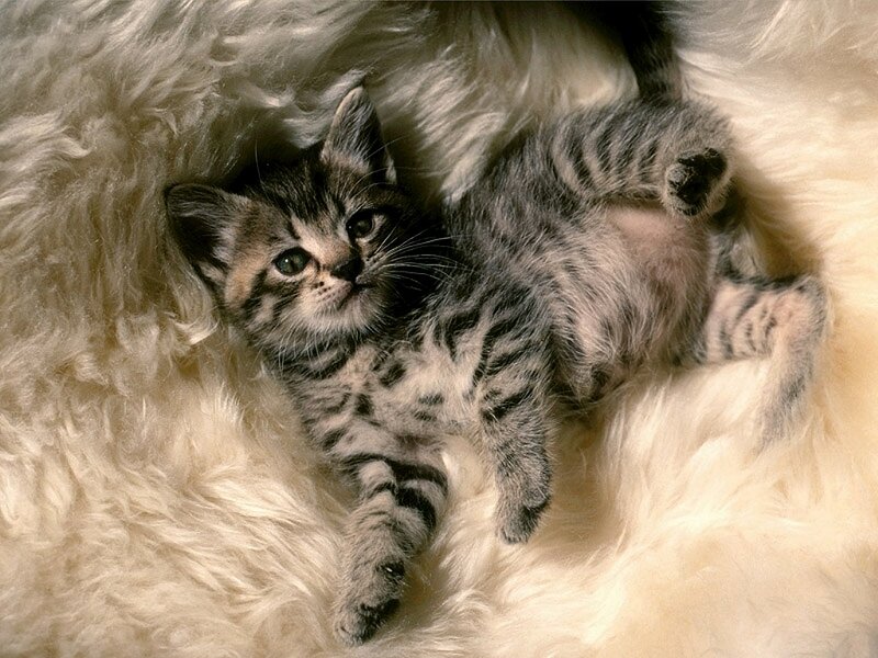 kitten on fluffy rug