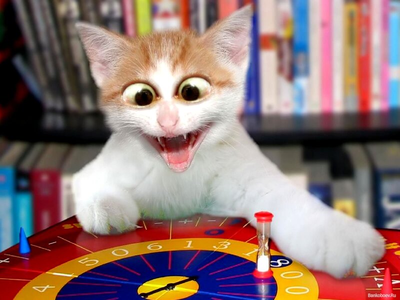 kitten on game board