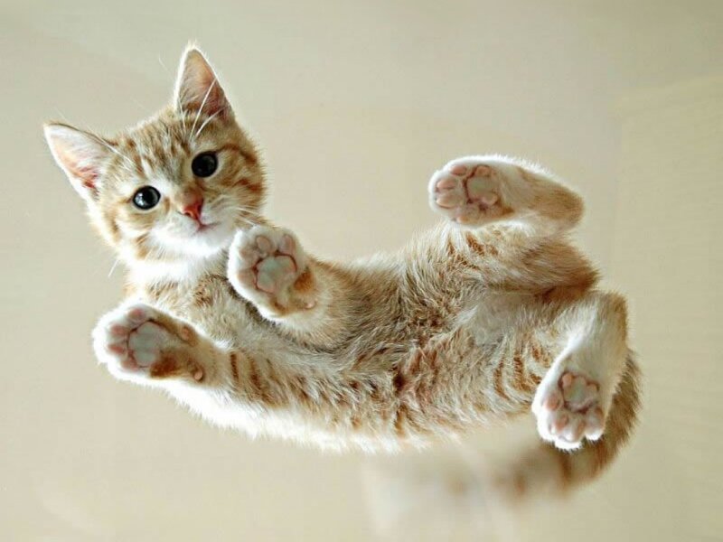 kitten on glass