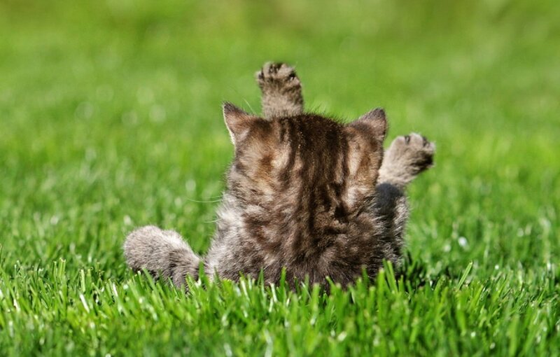 Kitten on Grass