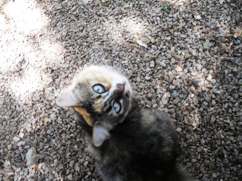 kitten on gravel looking up