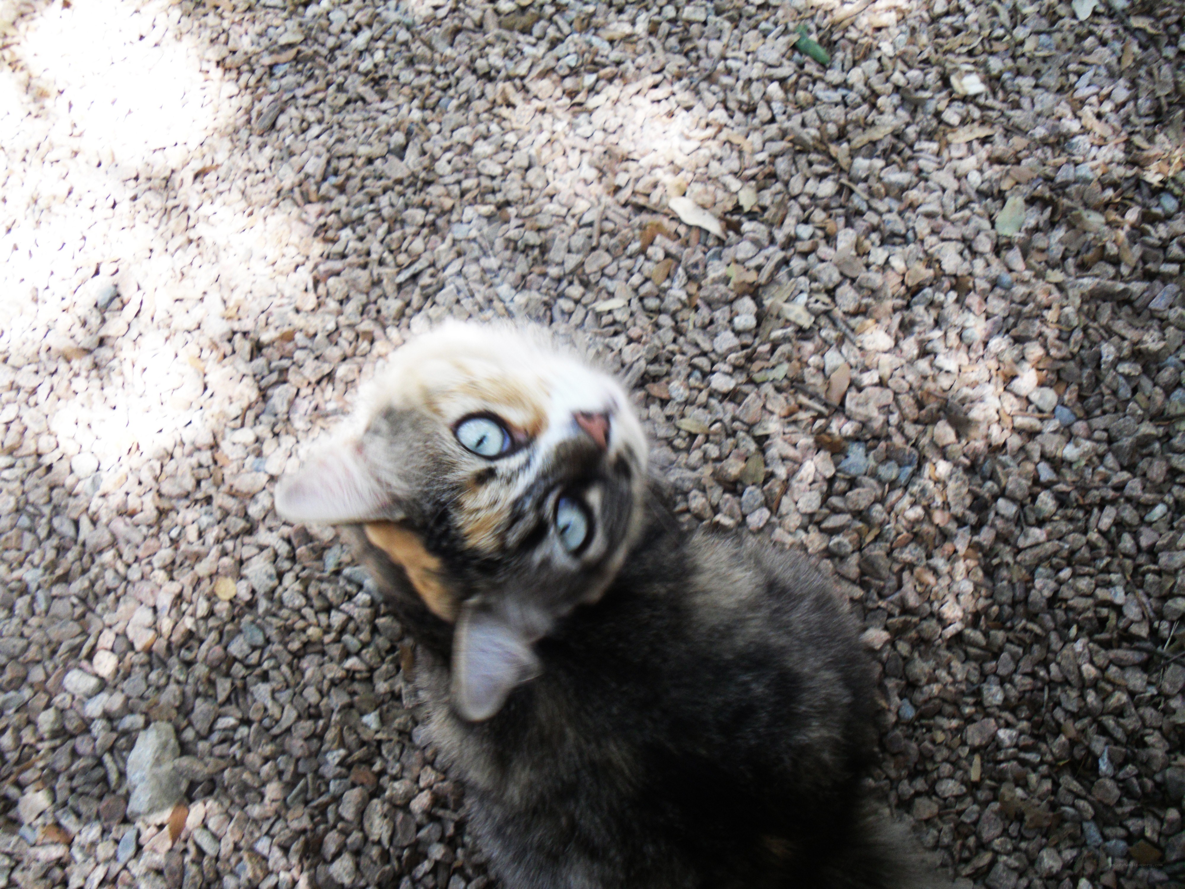 kitten on gravel looking up