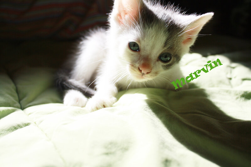 Kitten on Green Blanket