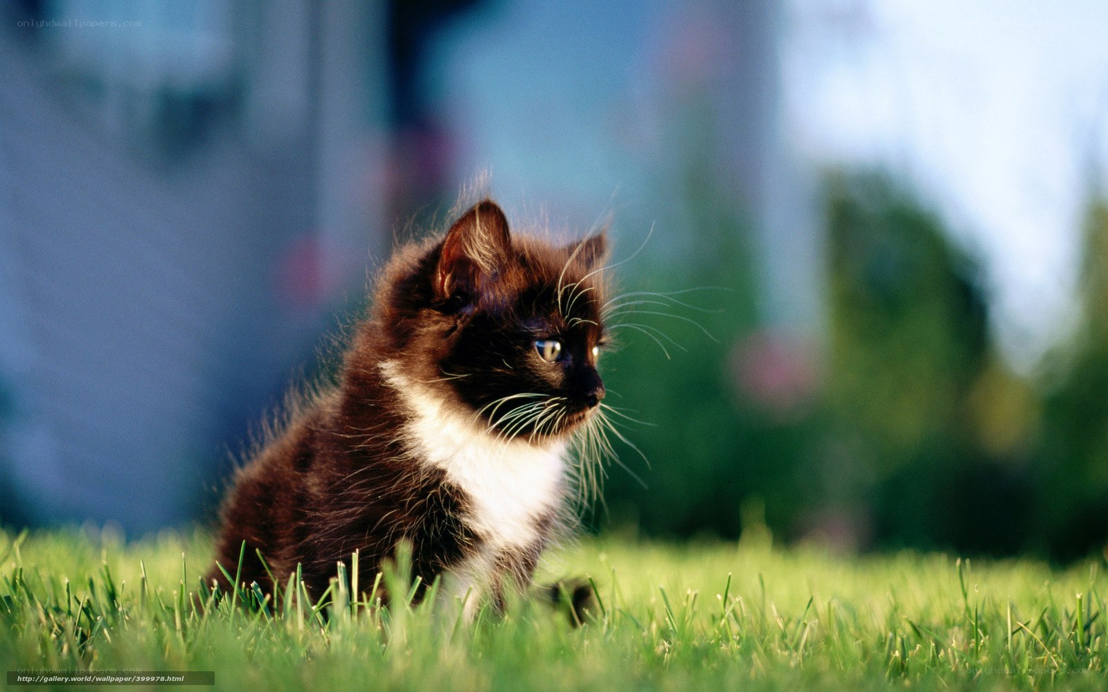kitten on green grass