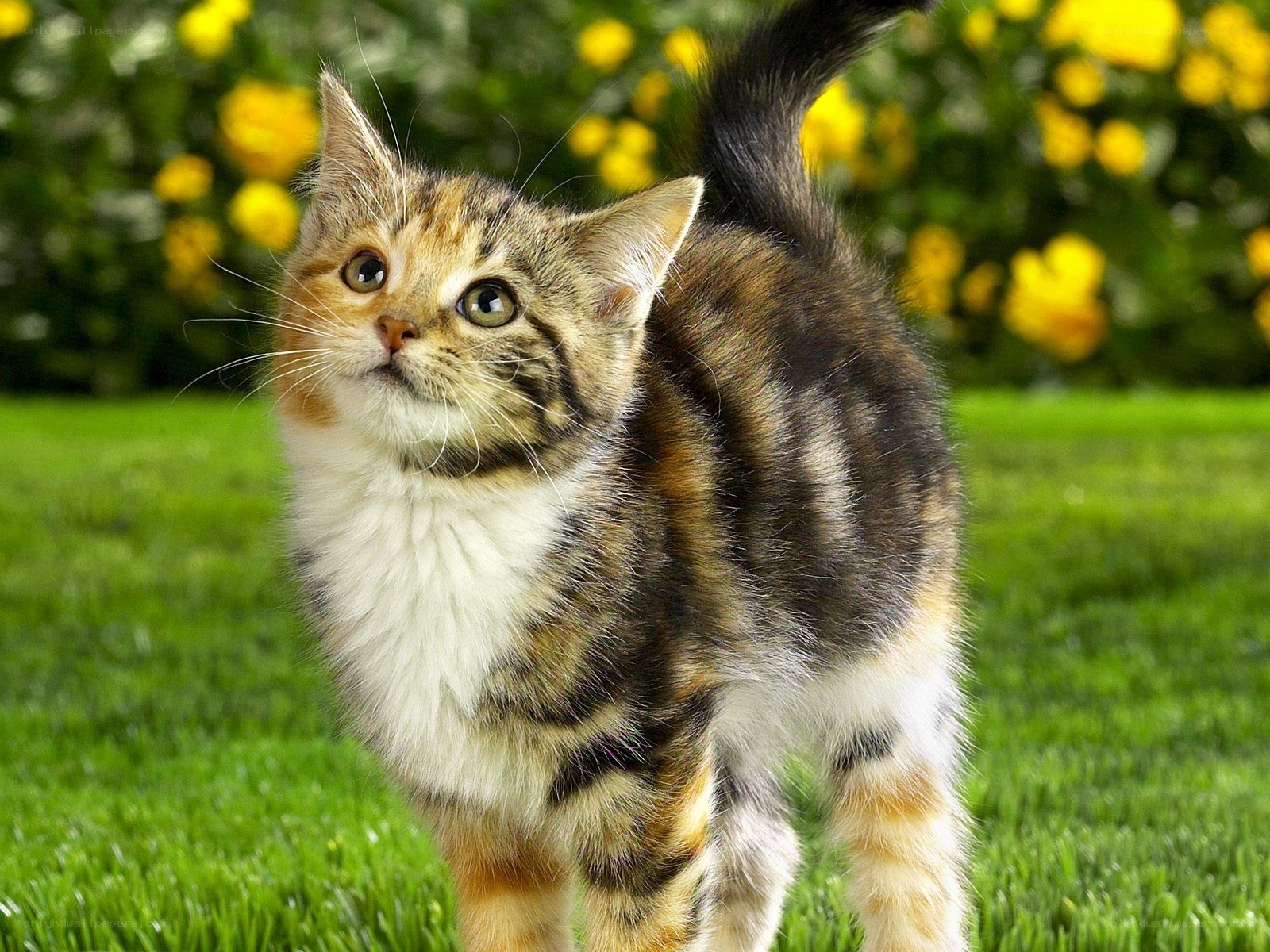 kitten on green grass