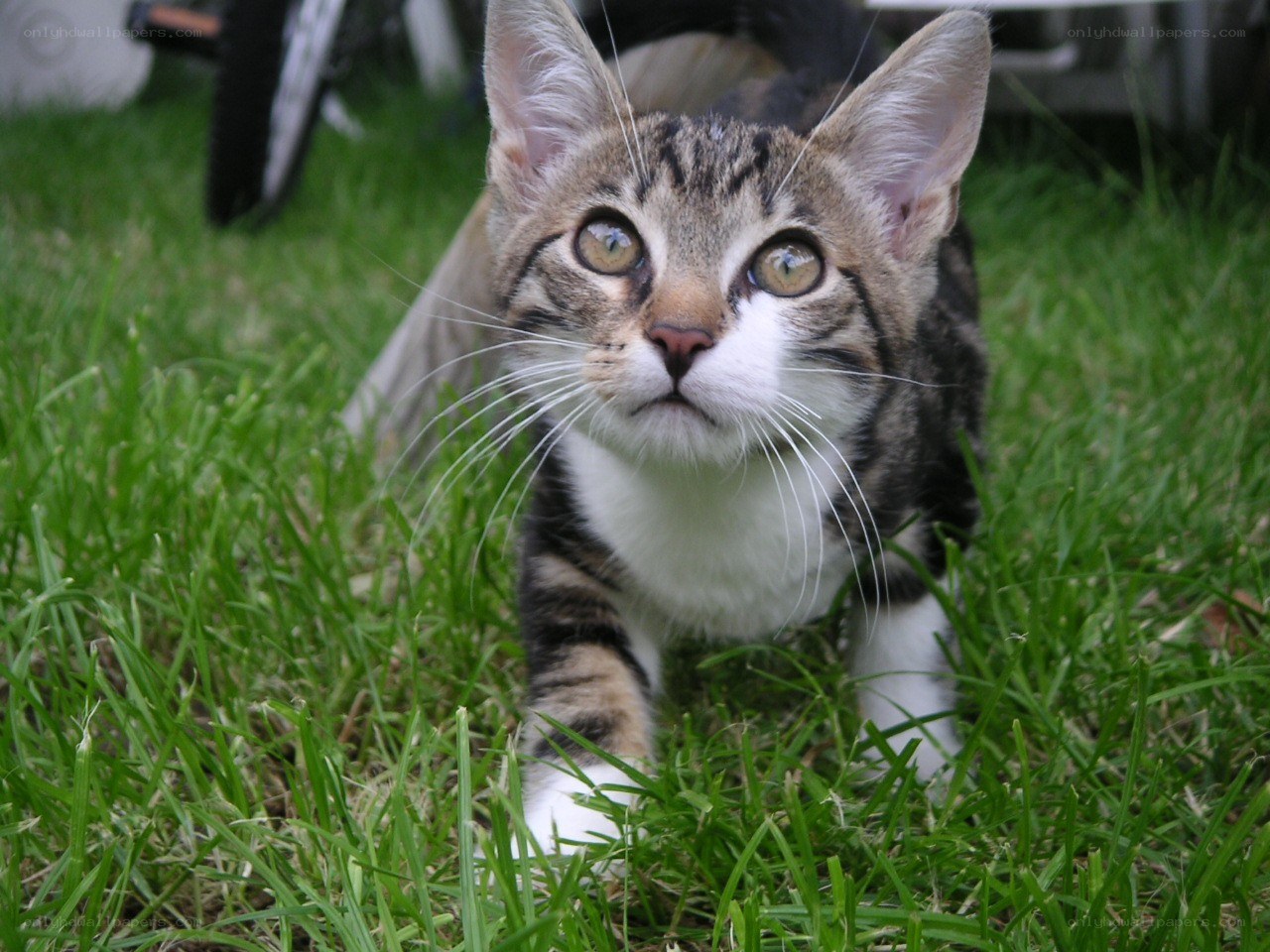 kitten on green grass