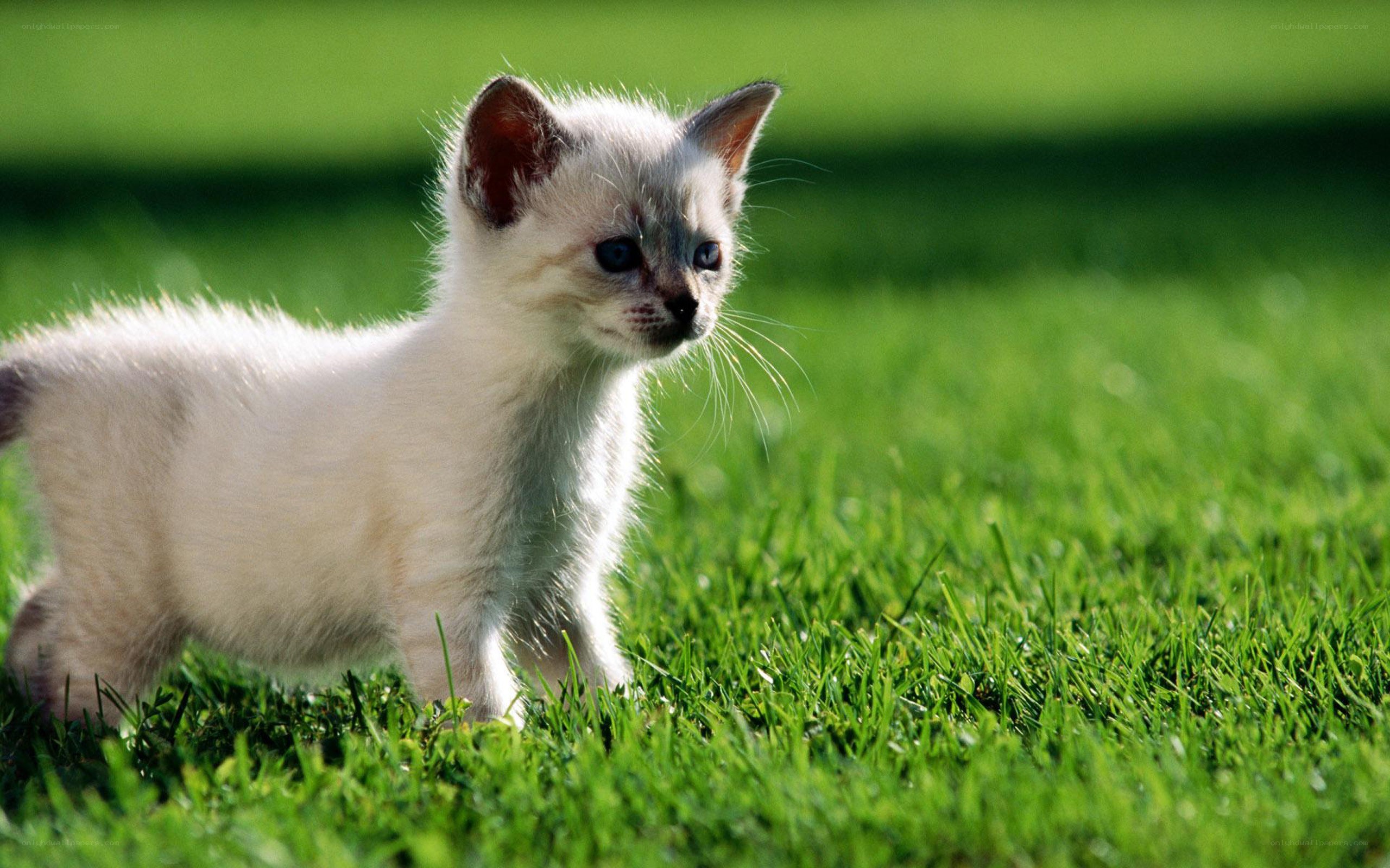 kitten on green grass