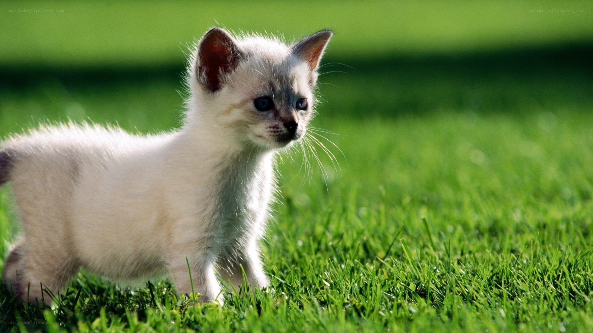 kitten on green grass