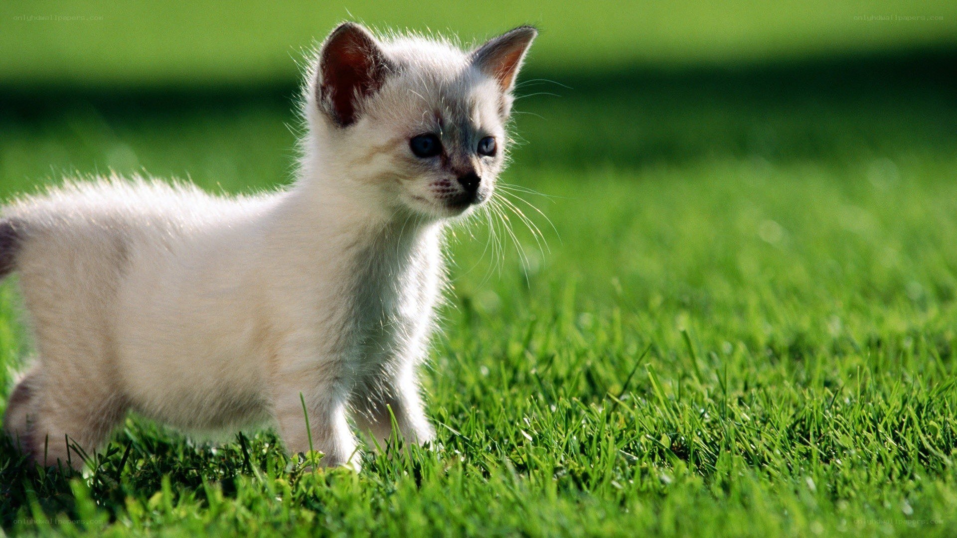 kitten on green grass