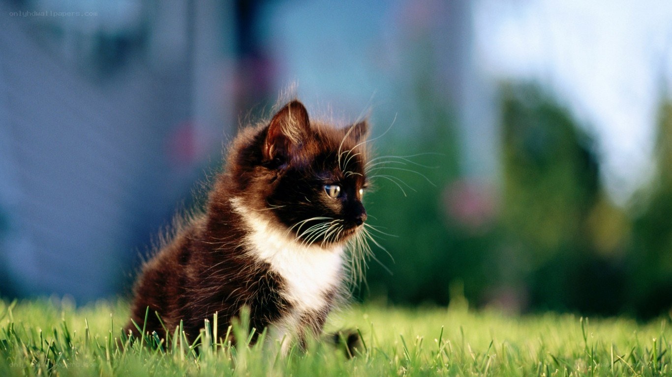 kitten on green grass
