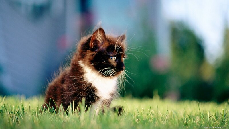 kitten on green grass