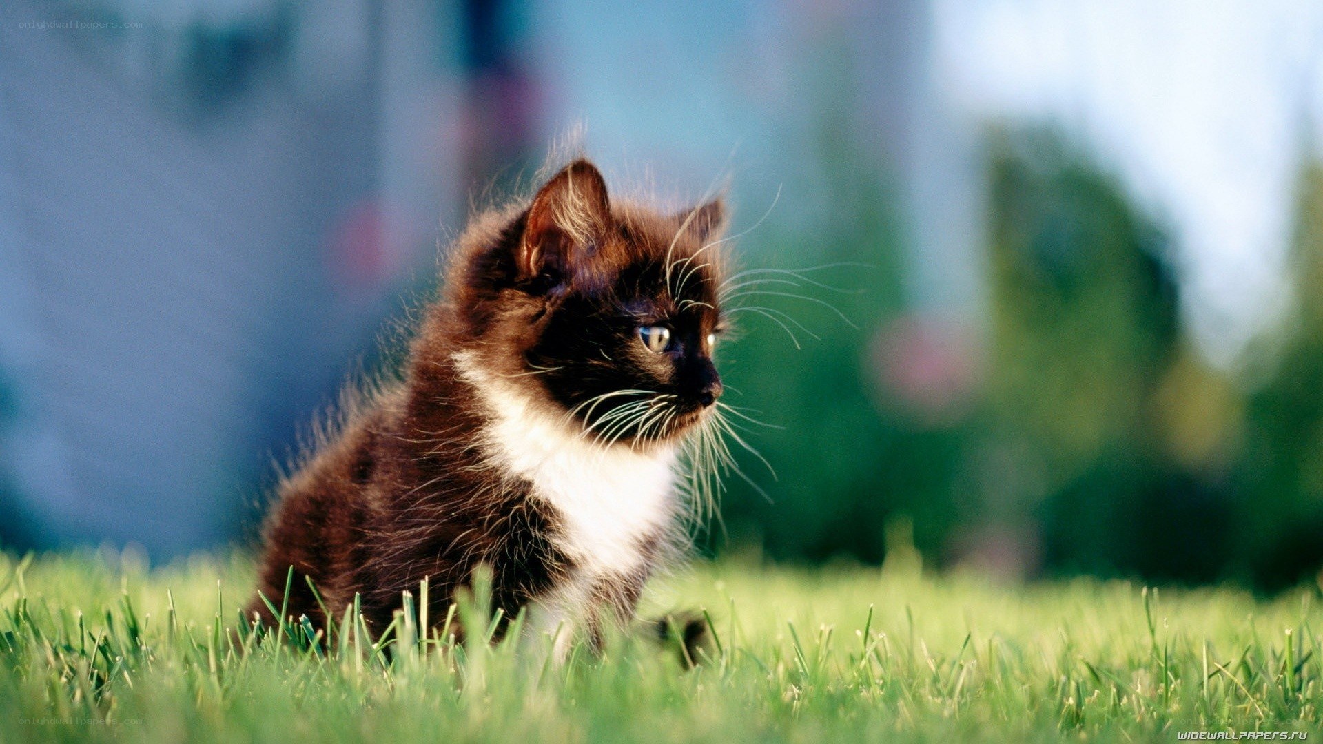 kitten on green grass