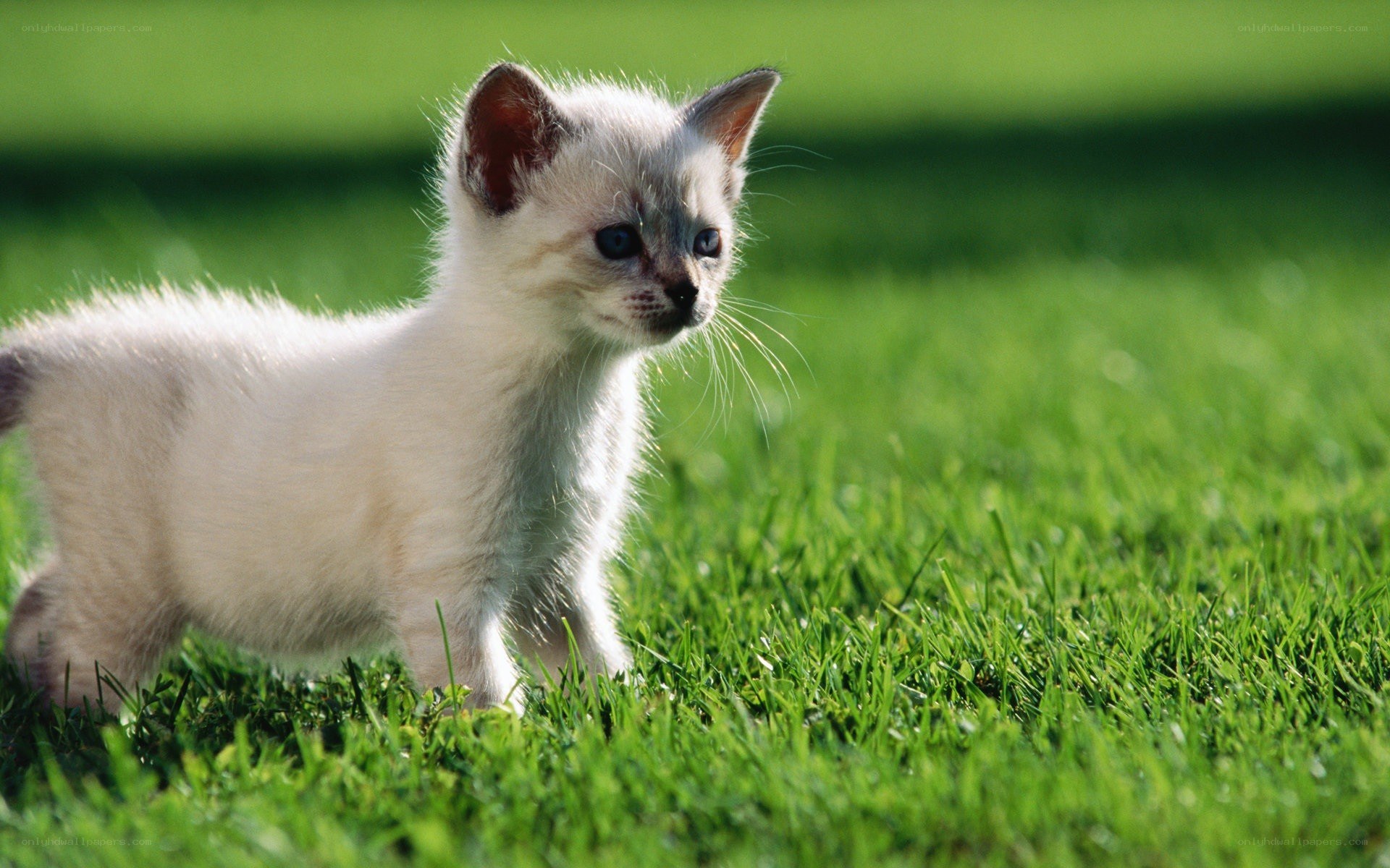 kitten on green grass