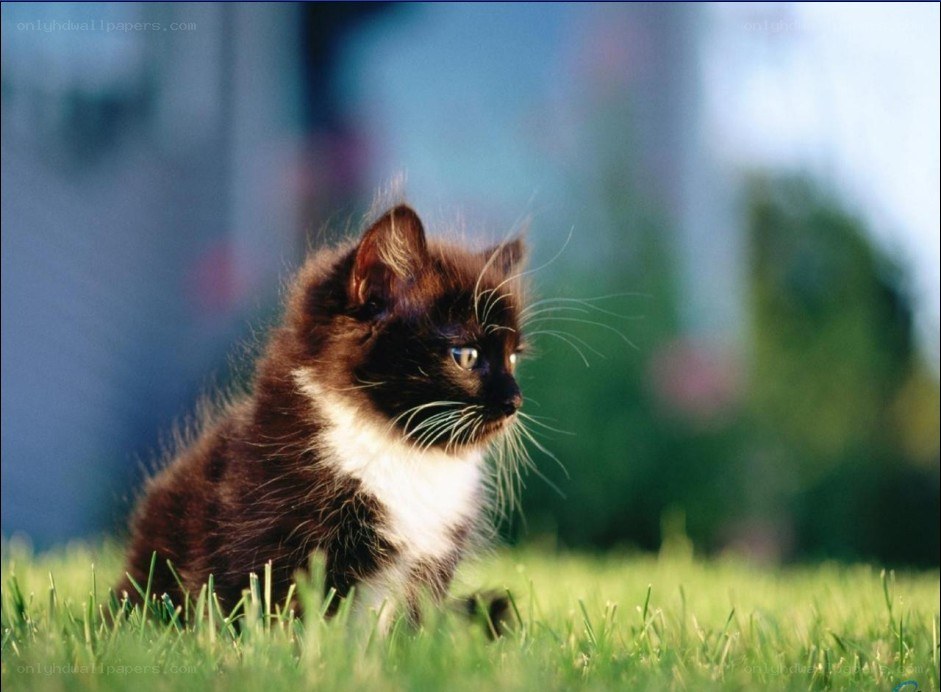 kitten on green grass