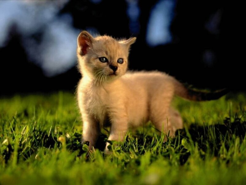 kitten on green grass