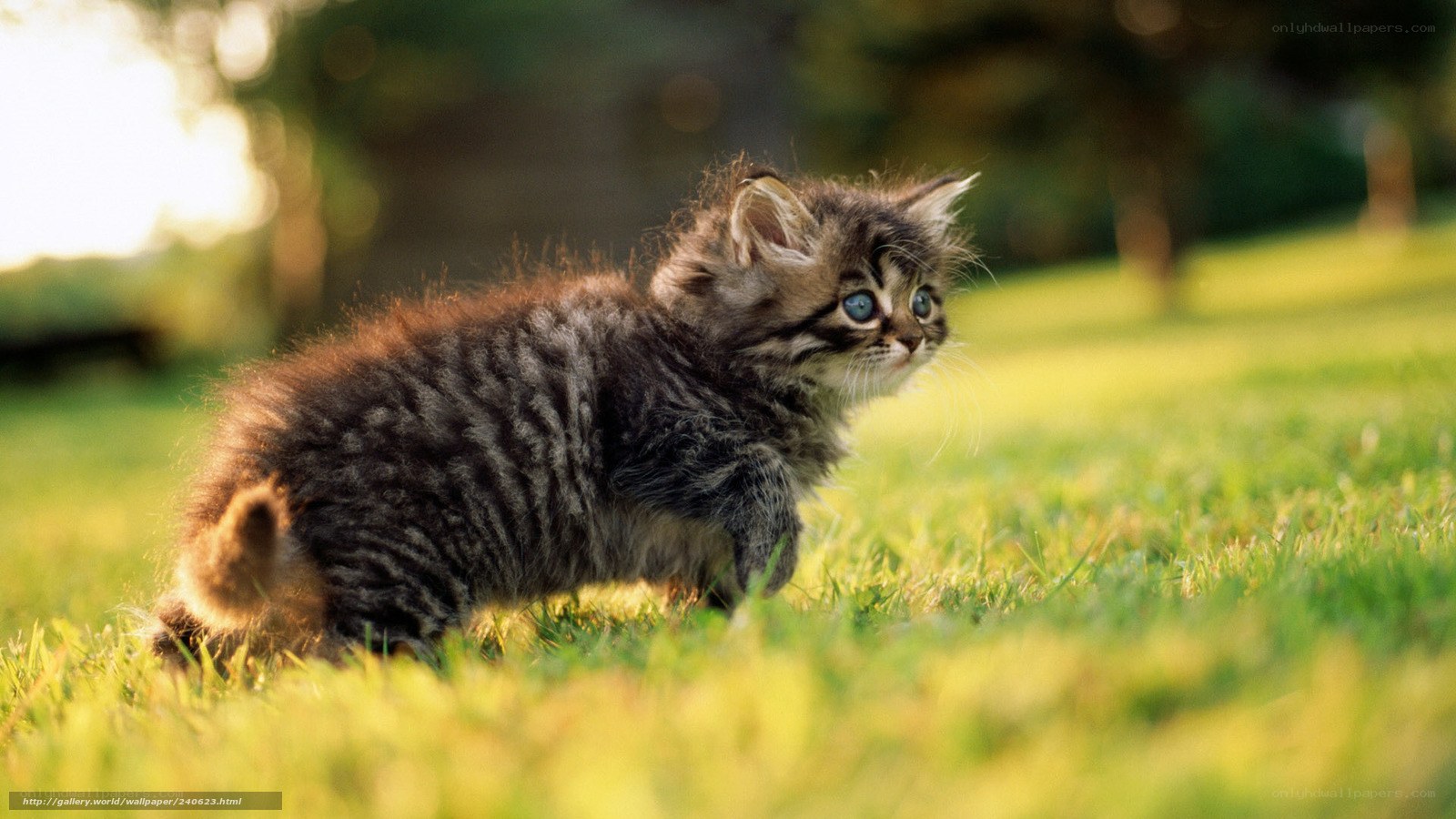 kitten on green grass
