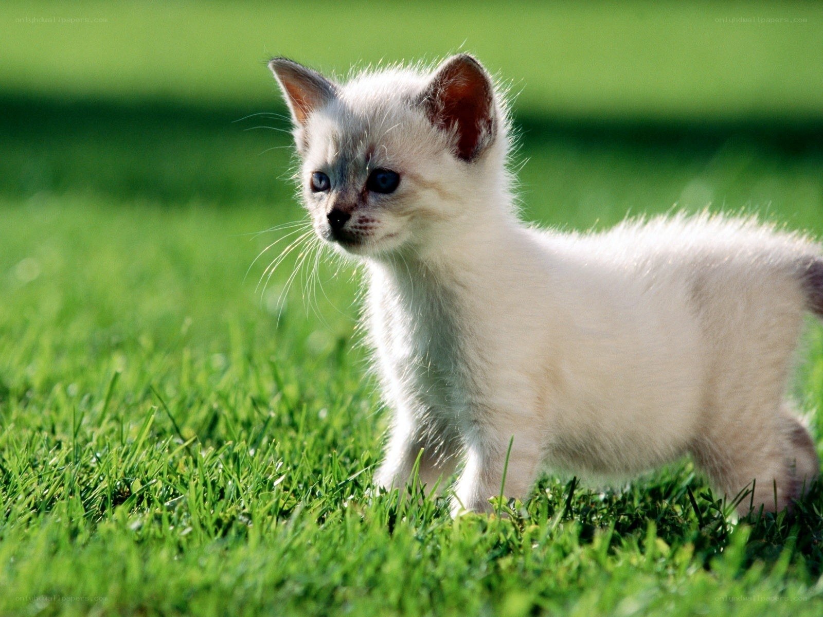 kitten on green grass